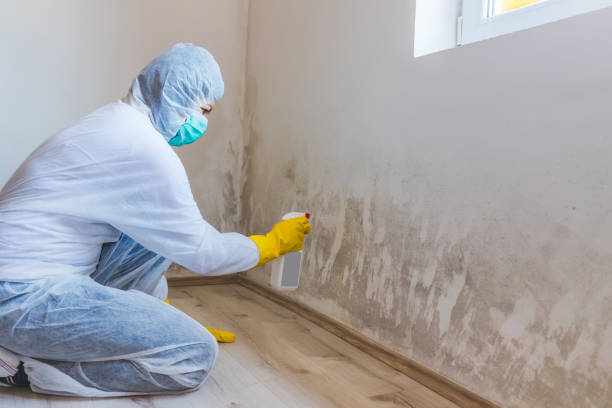 Licensed Mold Cleanup service in Haslett, MI - WQB Mold Removal