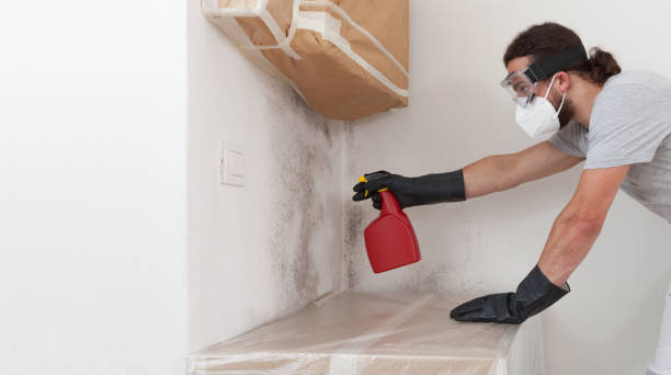 Professional Mold Cleanup technician working in Haslett, MI