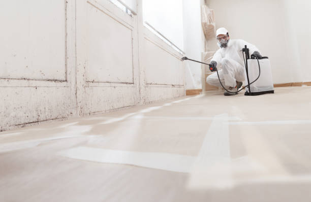 24/7 Emergency Mold Cleanup experts in Haslett, MI